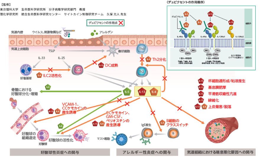 デュピクセントと健康関連の相互作用